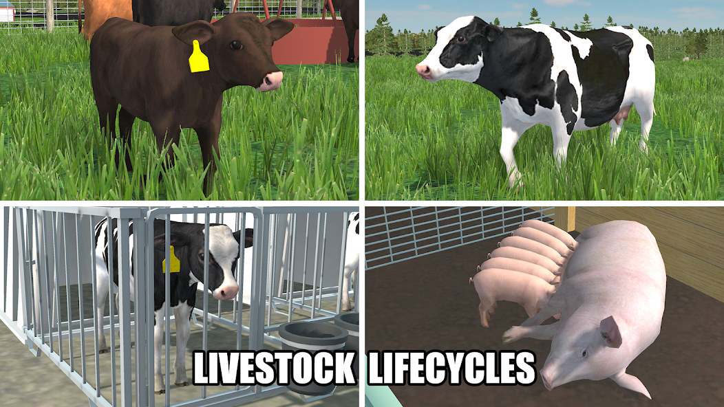 Livestock